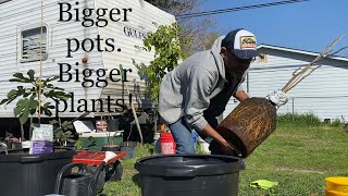 How I repot a large fig fig tree and fruit trees [upl. by Wilterdink]