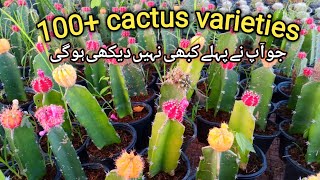 cactus plant varieties cactus plant graftingcactus plant care [upl. by Aikas235]