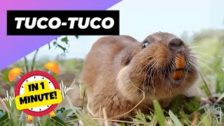 TucoTuco 🦫 Their Secret Burrow Life  1 Minute Animals [upl. by Carie135]