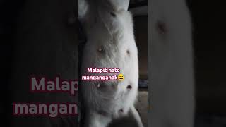 PUSANG GALA Manganganak na😅🙏 [upl. by Remat579]