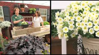 How To Plant A Surfinia Petunia Combination Planter [upl. by Elgna]