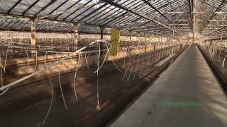 Vetoquinol Greenhouse Biosecurity Program for Vegetables [upl. by Ahtiekahs]