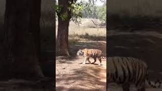 Safari in India Tigers and Temples [upl. by Xerxes780]