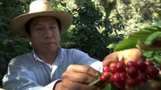 Veracruz Agropecuario  Producción de Café en Jilotepec Ver [upl. by Alexi]