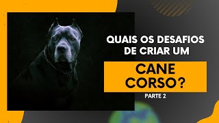 Quais os desafios de criar um CANE CORSO parte 2 [upl. by Magnusson]