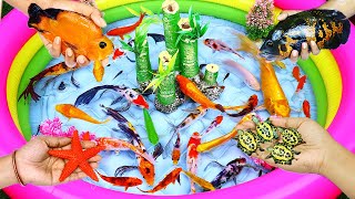 Attractive fish pond in bamboo garden  pink fish goldfish fighting fish color fish [upl. by Nodgnal]