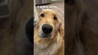 Nala tooted… dog toots shorts fypシ゚viral fyp funny fart [upl. by Lamahj268]