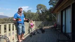 Hand Feeding Wild Australian Parrots [upl. by Toni]