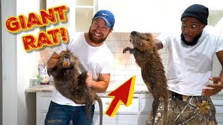 CATCHING amp COOKING GIANT NUTRIA RATS SOUTHERN STYLE [upl. by Suez650]