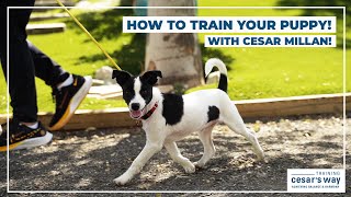 How To Train Your Puppy With Cesar Millan [upl. by Saba]