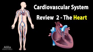 CARDIOVASCULAR SYSTEM REVIEW 2  ALL ABOUT HEART in less than 10 min Animation [upl. by Orland]