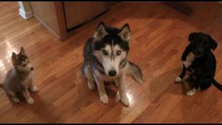 Introducing Mishka Talking Husky Laika the Husky and Moki [upl. by Tiffa631]