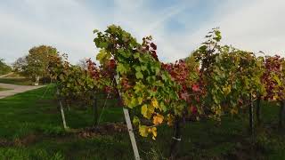 Herbst 2024 Weinberge Baden und Gumpoldskirchen [upl. by Robison]