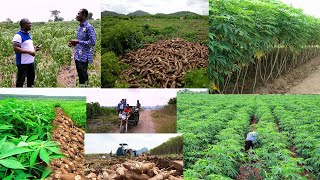 woow 200 ACRE LAND OF CASSAVA PLANTATION WATCH THE FARMING JOURNEY OF ELDER DANIEL TETTEH [upl. by Inahs]