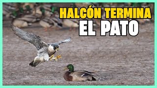 ESTO ES LO QUE EL HALCÓN LE HACE AL PATO cineanimals528 [upl. by Blodget]