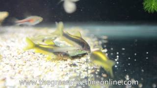 Peru Gold Stripe Corydoras at The Green Machine [upl. by Germin]