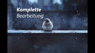 Spatz im Regen  Komplettes Tutorial mit Photoshop [upl. by Rabiah]