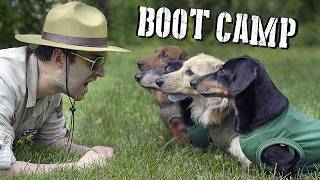 Wiener Dogs at BOOT CAMP  Will they make it or break it [upl. by Aremat]