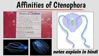 Affinities of Ctenophora  bsc  notes [upl. by Lunseth743]