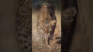 animal videos  big cats  tiger hunting  wild animals real tiger wildlife animals [upl. by Cardinal]