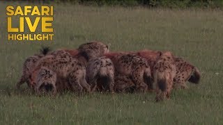 Hyenas Eat Topi Alive in the Maasai Mara [upl. by Trini]