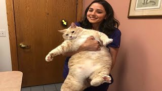 25kg Obese Cat Cries Every Time Because of His Weight What Happened [upl. by Oetam690]