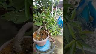 Ficus salicaria bonsai texas shortsyoutube shorts video foryou dipalotv5110 [upl. by Eamaj663]