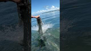 Tarpon fish feeding at Caye Caulker belize shorts [upl. by Alegna502]