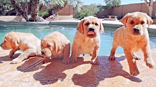 Labrador Puppies First Swimming Lesson [upl. by Eniarol]