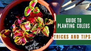 How to plant Coleus in Pots 🌿  Easy Care Tips and Tricks to plant easily [upl. by Atikahs]