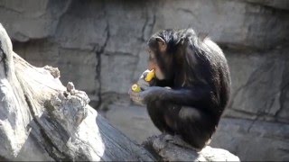 Curso quotExpertos en chimpancésquot en la escuela de vacaciones de BIOPARC [upl. by Sully]