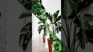 Low maintenance indoor plants for garden  plant care  trending shorts [upl. by Adekram]