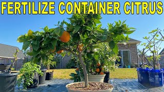 Complete Guide To FERTILIZING CITRUS TREES In Containers [upl. by Ayad]