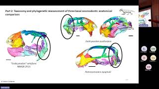 Ontogeny phylogeny and taxonomy of Permian therapsids CTscan and Bayesian inference of phylogeny [upl. by Aicekat]