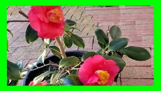 How To Grow Camellias in Pots  Camellia Plant Care in Containers [upl. by Rhiana]