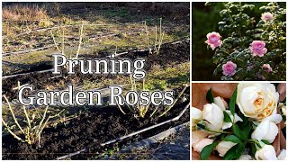 Pruning Garden ROSES for more Abundant Beautiful Blooms  Growing roses for cut flowers [upl. by Rikki]