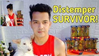 HOW TO SURVIVE TO CANINE DISTEMPER VIRUS  EK Villanueva vlog29 [upl. by Etnud]