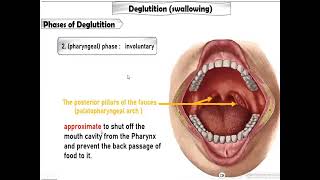 Swallowing deglutition physiology of the GIT [upl. by Burnight]