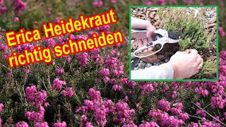 Heidekraut richtig schneiden – Sommerheide amp Winterheide erica carnea zurückschneiden Wann amp Wie [upl. by Agna]