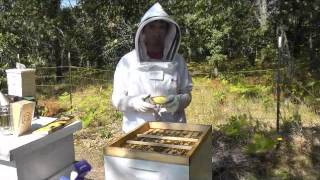 Treatment of Varroa Mites [upl. by Haidebej858]