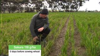 Sakura® preemergent herbicide at work in Bacchus Marsh Vic [upl. by Adnuhsal]