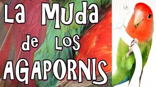 ÉPOCA de MUDA de las PLUMAS en agapornis ninfas y periquitos [upl. by Glynda]