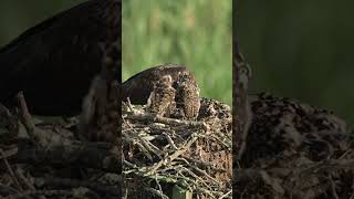 Osprey baby wake up call osprey birds wildlifephotoghraphy nature [upl. by Zetnauq]