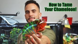 How to Handle Chameleons New owners WATCH THIS [upl. by Kial]