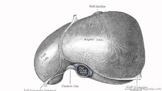 Peritoneal Cavity  Part 2  Ligaments of the Liver  Anatomy Tutorial [upl. by Feldt]