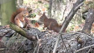 Vroege Vogels  Familie eekhoorn [upl. by Eustache]