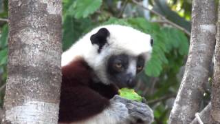 Coquerels Sifaka Eating a Mango [upl. by Irtak290]