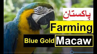 How to start Macaw Parrot business Pakistan l Blue Gold Macaw Farming l Breeding l Feed l Diseases [upl. by Elttil753]