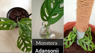 Monstera Adansonii propagation in water and soil  Planting Monstera Swiss cheese plant homegarden [upl. by Koran]