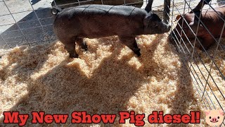 My New Show Pig Diesel 🐷 [upl. by Adile]